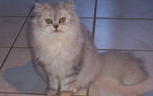 Krümmel