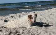 Luczy
