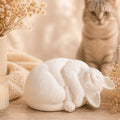 Weiße Katzenurne Kuschelnde Katze in warmer Gedenkszene