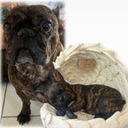 Monello® Hundeurne Französische Bulldogge bemalt nach Foto