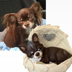 Monello® Portrait Chihuahua in Engelsflügel bemalt nach Fotovorlage