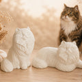 Katzenurne Langhaarkatze in Wunschfarbe
