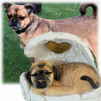 Monello® Hundeurne Hund in Engelsflügel bemalt nach Fotovorlage